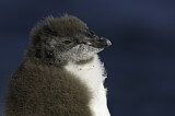Image. Southern Rockhopper Penguin 