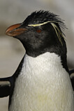 Image. Southern Rockhopper Penguin 