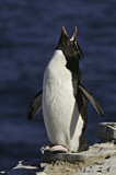 Image. Southern Rockhopper Penguin 