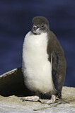 Image. Southern Rockhopper Penguin 
