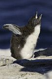 Image. Southern Rockhopper Penguin 