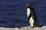 Image. Southern Rockhopper Penguin 