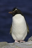 Image. Southern Rockhopper Penguin 