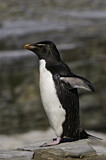 Image. Southern Rockhopper Penguin 