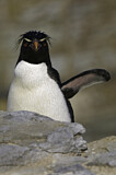 Image. Southern Rockhopper Penguin 