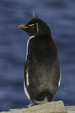 Image. Southern Rockhopper Penguin 