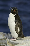 Image. Southern Rockhopper Penguin 