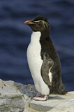 Image. Southern Rockhopper Penguin 