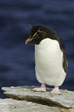 Image. Southern Rockhopper Penguin 