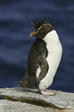 Image. Southern Rockhopper Penguin 