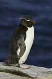 Image. Southern Rockhopper Penguin 