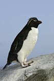 Image. Southern Rockhopper Penguin 