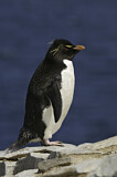 Image. Southern Rockhopper Penguin 