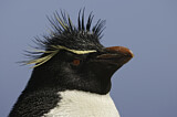 Image. Southern Rockhopper Penguin 