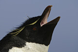 Image. Southern Rockhopper Penguin 