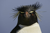 Image. Southern Rockhopper Penguin 