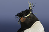 Image. Southern Rockhopper Penguin 