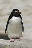 Image. Southern Rockhopper Penguin 