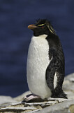 Image. Southern Rockhopper Penguin 