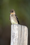 Image. Southern Rough-winged Swallow