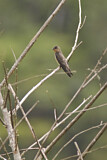 Image. Southern Rough-winged Swallow