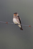 Image. Southern Rough-winged Swallow