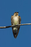 Image. Southern Rough-winged Swallow