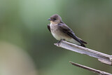 Image. Southern Rough-winged Swallow