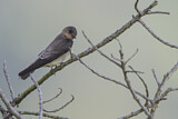 Image. Southern Rough-winged Swallow