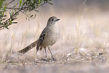 Image. Southern Scrub Robin