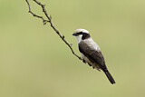 Image. Southern White-crowned Shrike