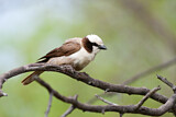 Image. Southern White-crowned Shrike