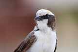 Image. Southern White-crowned Shrike