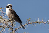 Image. Southern White-crowned Shrike