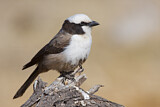 Image. Southern White-crowned Shrike