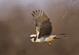 Image. Southern White-crowned Shrike