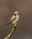 Image. Southern White-crowned Shrike