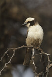 Image. Southern White-crowned Shrike