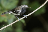 Image. Southern White-fringed Antwren