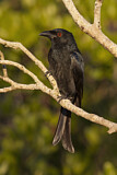 Image. Spangled Drongo