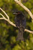 Image. Spangled Drongo