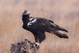 Image. Spanischer Kaiseradler