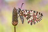 Image. Spanischer Osterluzeifalter