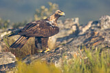 Image. Spanish Imperial Eagle