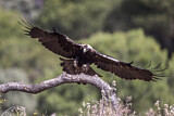 Image. Spanish Imperial Eagle