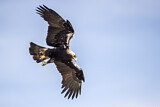 Image. Spanish Imperial Eagle