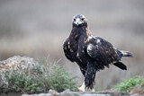 Image. Spanish Imperial Eagle