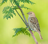 Image. Spanish Sparrow
