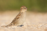 Image. Spanish Sparrow