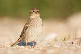 Image. Spanish Sparrow